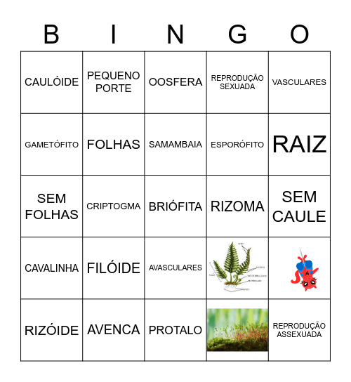 BRIÓFITAS X PTERIDÓFITAS Bingo Card