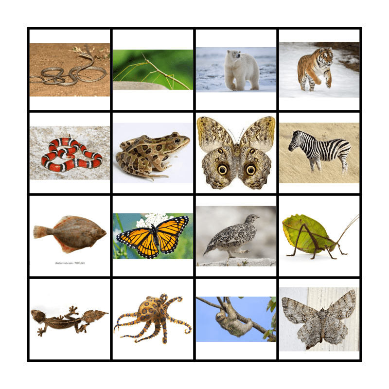 Camouflage Animals Bingo Card