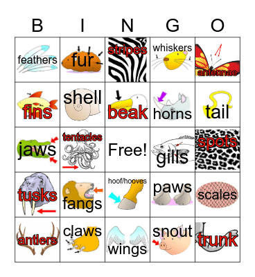 Animal Body Parts Bingo Card