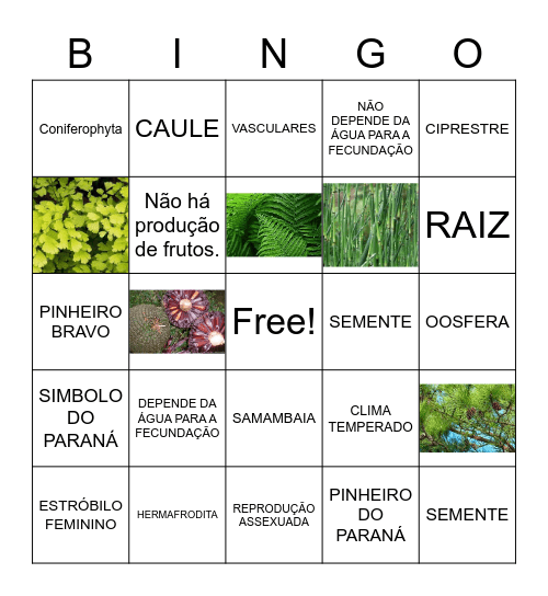 PTERIDÓFITA E GIMNOSPERMAS Bingo Card