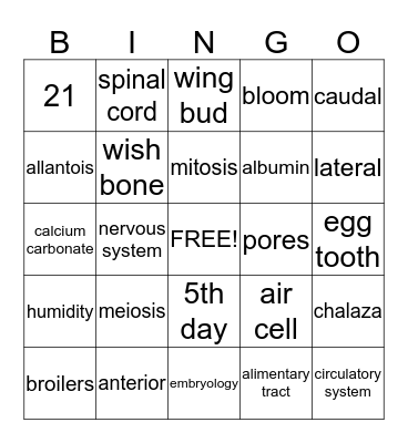 Chicken Review Bingo Card