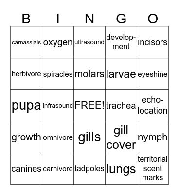 1 animals Bingo Card