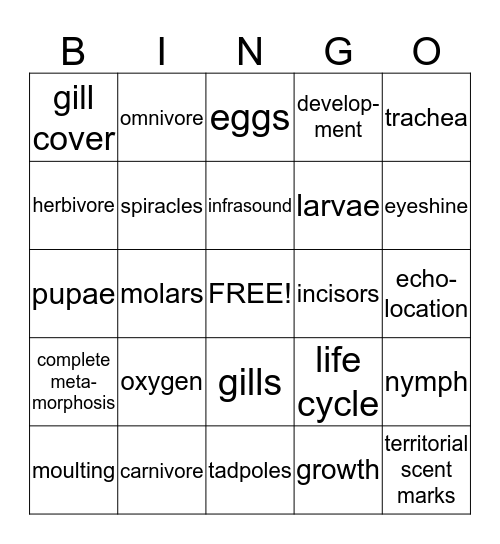 2 animals Bingo Card