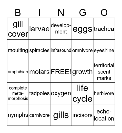 3 animals Bingo Card