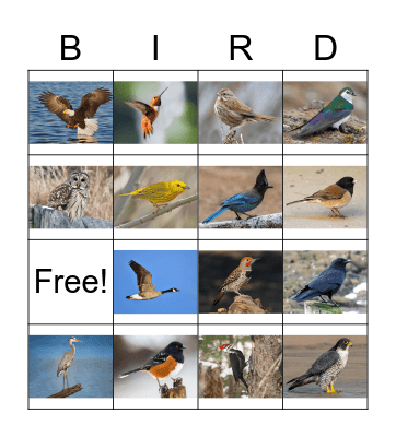 Squamish Bird Bingo Card