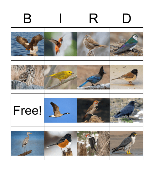 Squamish Bird Bingo Card