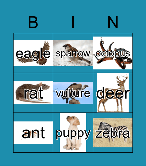 Animals K4 Bingo Card