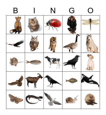 Animals Bingo Card