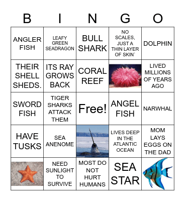 Ocean Life Class 2A Bingo Card