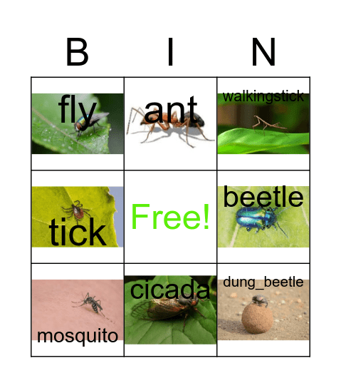 Insect BINGO Card
