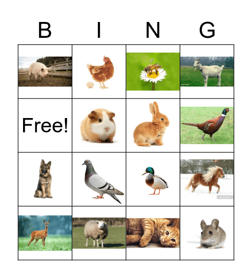 Dierenbingo Card