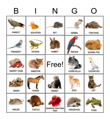 Pets Bingo Card