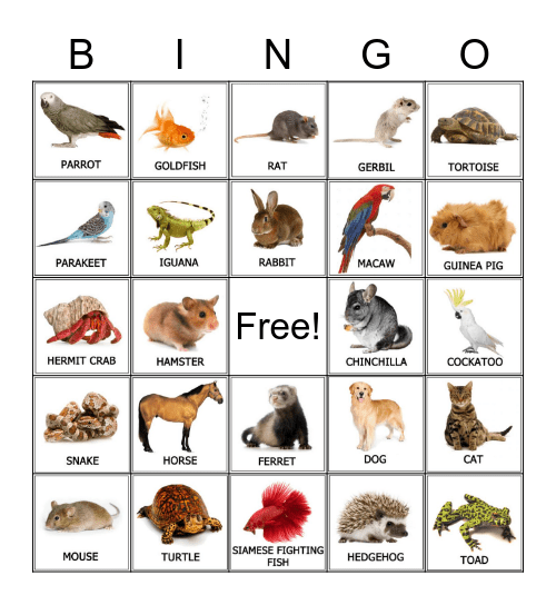 Pets Bingo Card