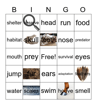 Animal Adaptations Bingo Card