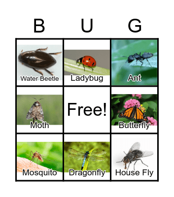 Bug Bingo Card