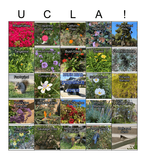 UCLA SCAVENGER BINGO EXTREME VERSION Bingo Card