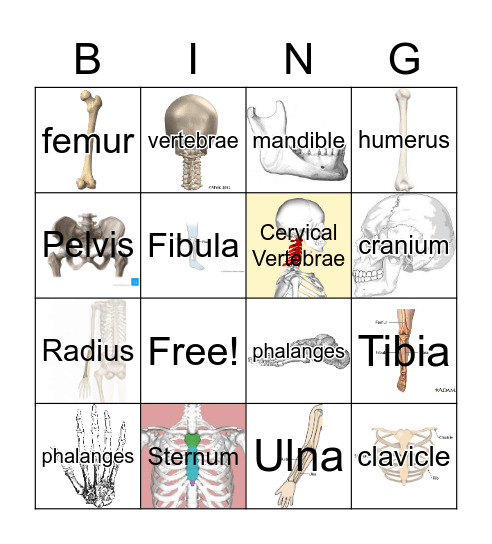 BONES Bingo Card