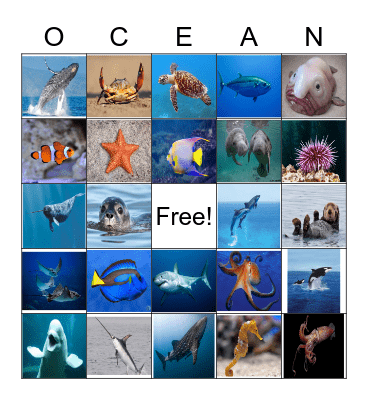 Ocean Creature Bingo Card