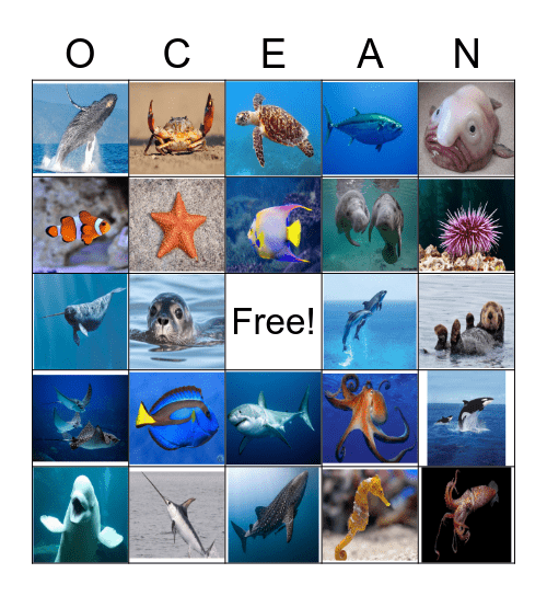 Ocean Creature Bingo Card