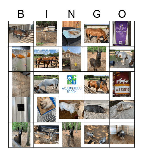 Westonwood Ranch Animal Bingo! Bingo Card