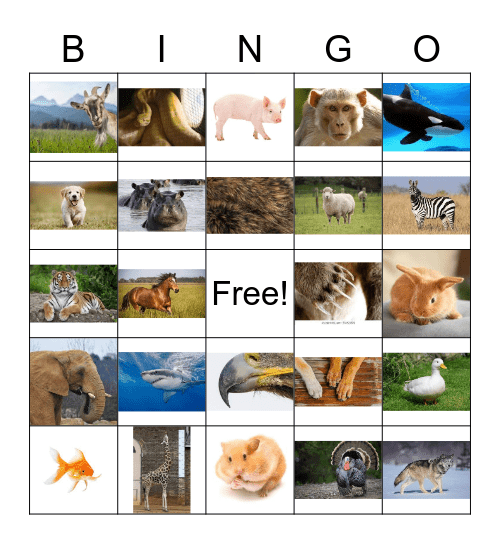 Les Animaux Bingo Card