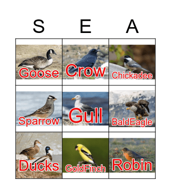 Bird Walk Bingo Card