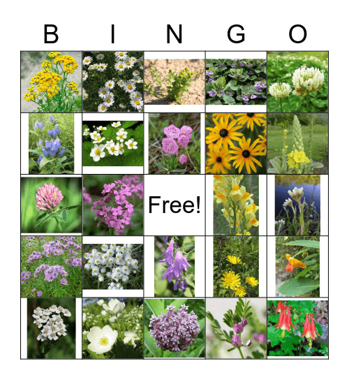 Wildflower Bingo Card
