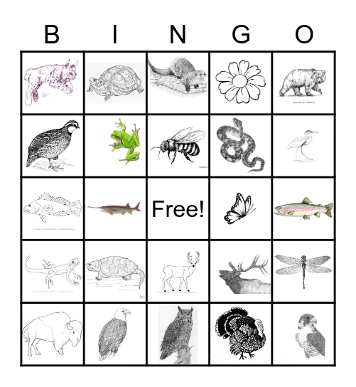 SALATO's Wildlife Education Bingo Card