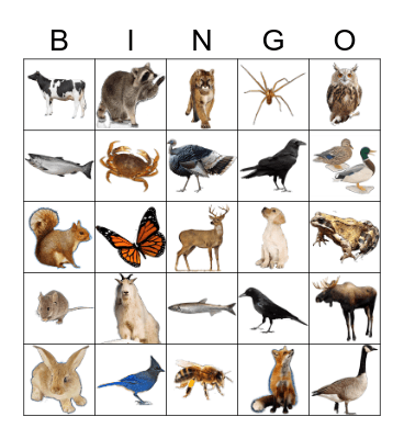 Animals Bingo Card