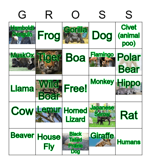 GROSSOLOGY Bingo Card