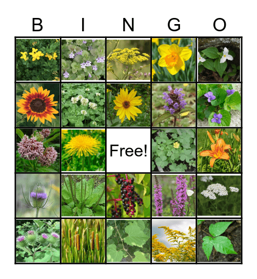 Name That Plant! Bingo Card