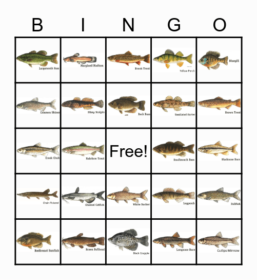 Fish of PA Ponds and Streams Bingo Card