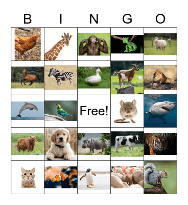 What Animal Am I? Bingo Card