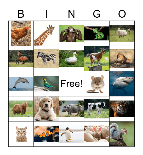 What Animal Am I? Bingo Card