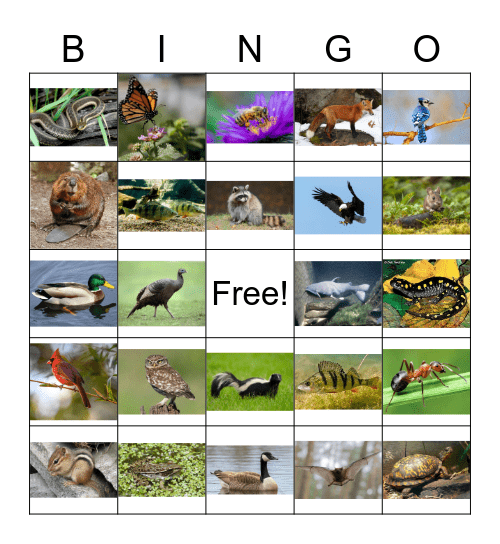 Wisconsin Animals Bingo Card