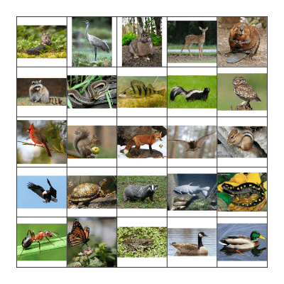 Wisconsin Animals Bingo Card