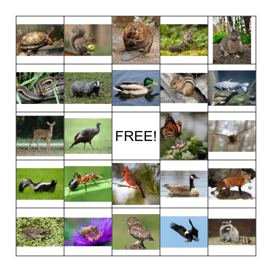 Wisconsin Animals - 5x5 Bingo Card