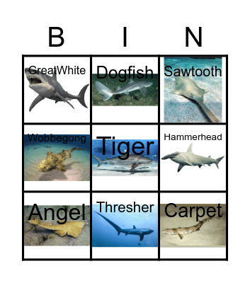 Shark Bingo Card