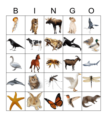 Animals Bingo Card