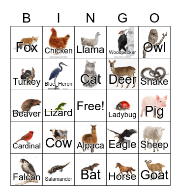 Ohio Animals Bingo Card