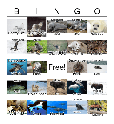 Arctic Animals Bingo Card