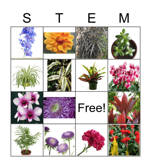 Flower ID Set 2 Bingo Card