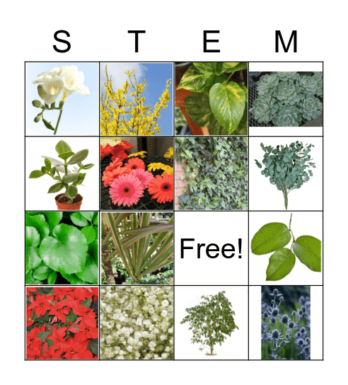 Flower ID Set 3 Bingo Card