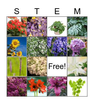 Flower ID Set 4 Bingo Card