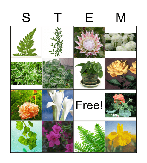 Flower ID Set 5 Bingo Card