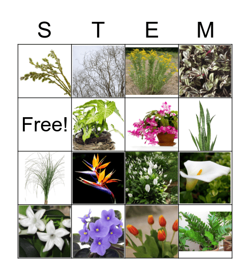 Flower ID Set 6 Bingo Card