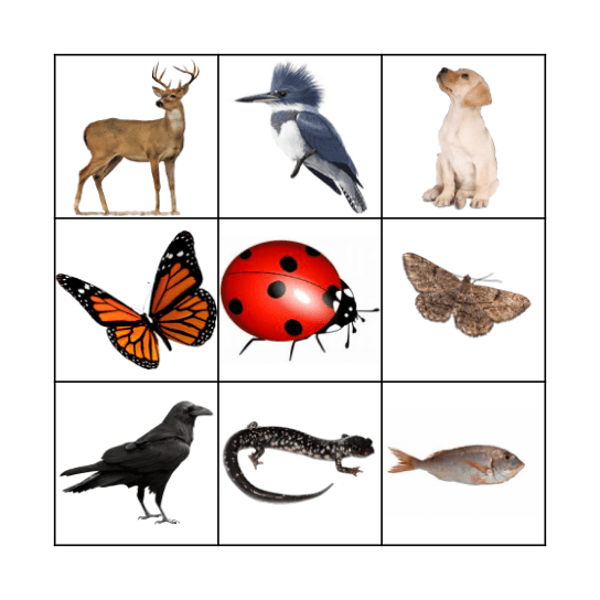 Animals Bingo Card