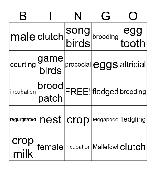 birds Bingo Card