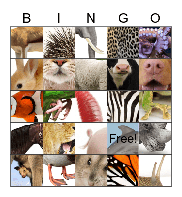 Tiere / Animals Bingo Card