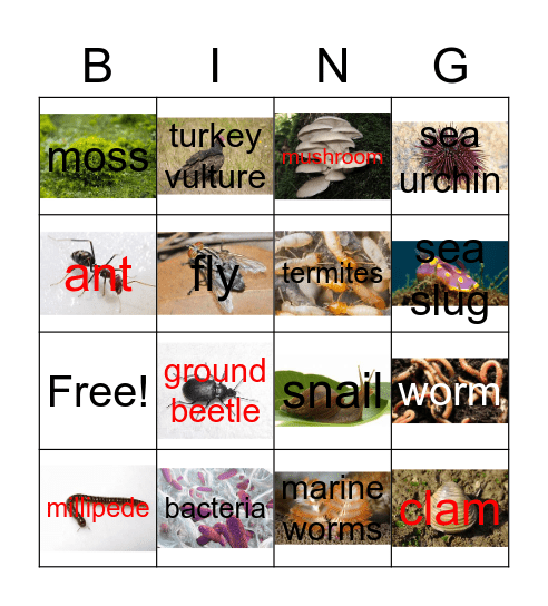 Decomposer Bingo Card